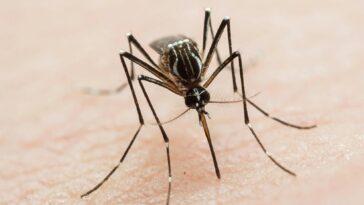a-tropical-virus-usually-linked-to-travel-just-changed-the-rules