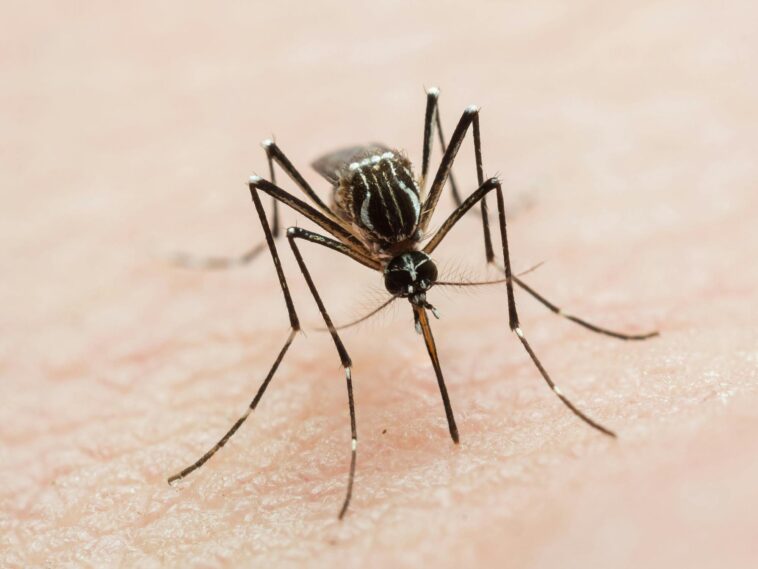 a-tropical-virus-usually-linked-to-travel-just-changed-the-rules
