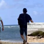 hunt-for-two-men-caught-attacking-endangered-hawaiian-seal-with-rock-on-paradise-beach