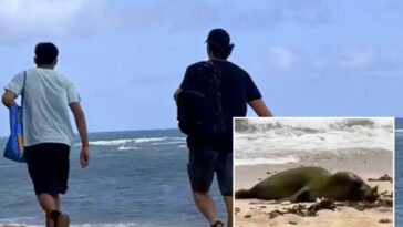 hunt-for-two-men-caught-attacking-endangered-hawaiian-seal-with-rock-on-paradise-beach