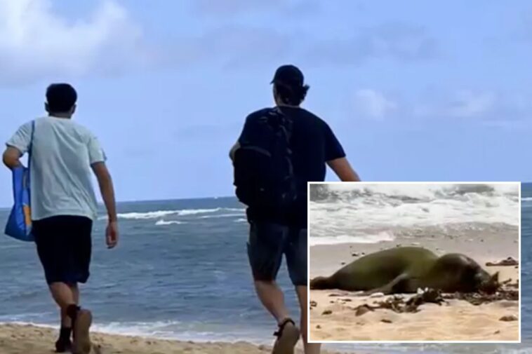 hunt-for-two-men-caught-attacking-endangered-hawaiian-seal-with-rock-on-paradise-beach
