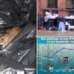 nyc-is-winning-the-‘war-on-rats,’-as-adams-era-measures-push-sightings-to-new-lows,-data-shows
