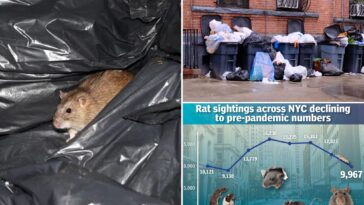 nyc-is-winning-the-‘war-on-rats,’-as-adams-era-measures-push-sightings-to-new-lows,-data-shows