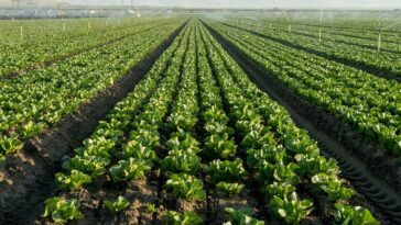 fda-widens-cyclospora-outbreak-investigation-to-six-more-states-as-confirmed-cases-top-6,000