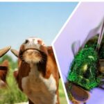 cattle-imports-from-mexico-resume-as-trump-admin-successful-battle-against-screwworm-invasion-advances