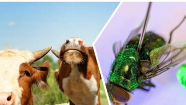 cattle-imports-from-mexico-resume-as-trump-admin-successful-battle-against-screwworm-invasion-advances