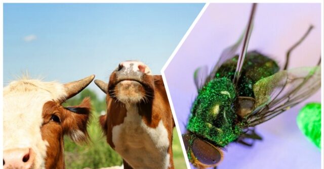 cattle-imports-from-mexico-resume-as-trump-admin-successful-battle-against-screwworm-invasion-advances