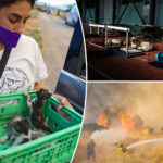 hundreds-of-adorable-pets-and-wild-animals-rescued-after-wildfire-sweeps-through-greek-mountains