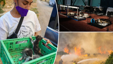 hundreds-of-adorable-pets-and-wild-animals-rescued-after-wildfire-sweeps-through-greek-mountains