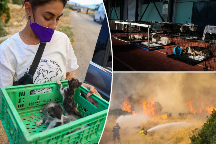 hundreds-of-adorable-pets-and-wild-animals-rescued-after-wildfire-sweeps-through-greek-mountains