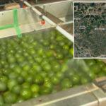 security-threat-shuts-down-avocado-pipeline-from-mexico-to-the-us