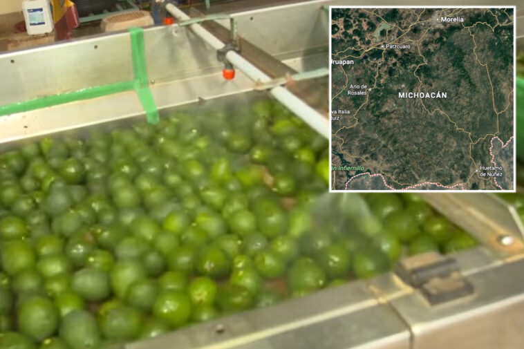 security-threat-shuts-down-avocado-pipeline-from-mexico-to-the-us