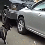 bodycam-shows-police-k-9-leaping-into-action-after-suspected-impaired-driver-refused-to-surrender