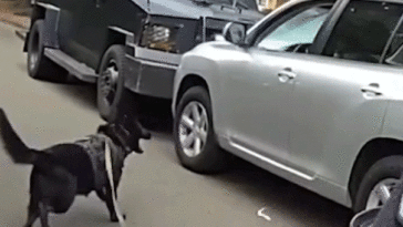 bodycam-shows-police-k-9-leaping-into-action-after-suspected-impaired-driver-refused-to-surrender
