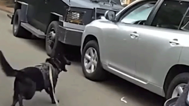 bodycam-shows-police-k-9-leaping-into-action-after-suspected-impaired-driver-refused-to-surrender