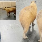 wandering-capybaras-keep-invading-voting-sessions-in-a-brazilian-state-legislature
