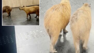 wandering-capybaras-keep-invading-voting-sessions-in-a-brazilian-state-legislature