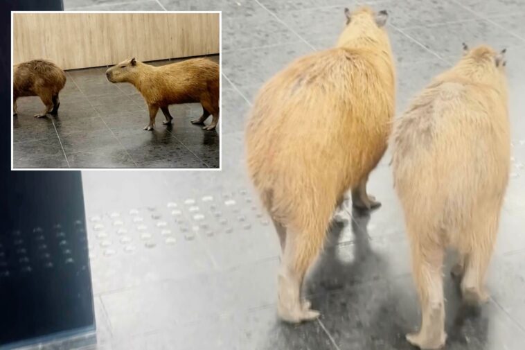 wandering-capybaras-keep-invading-voting-sessions-in-a-brazilian-state-legislature