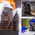 over-100-cats-rescued-from-three-deplorable-nyc-homes-in-a-single-day