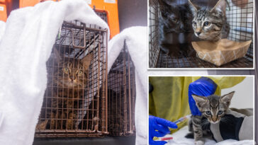 over-100-cats-rescued-from-three-deplorable-nyc-homes-in-a-single-day