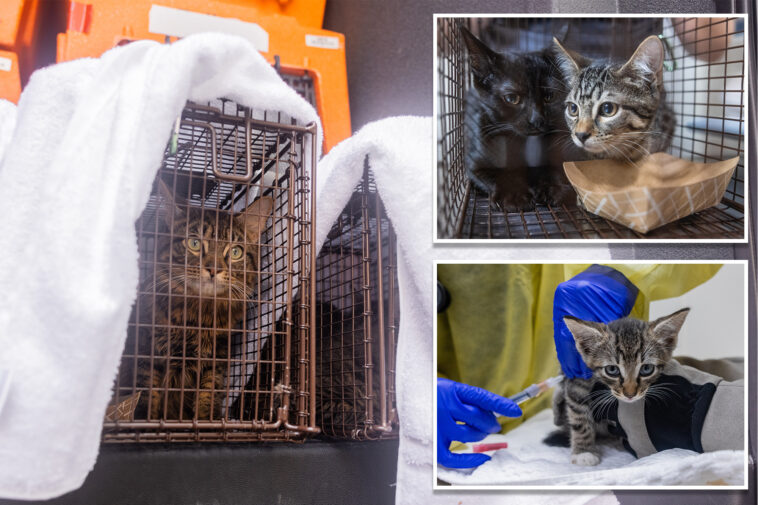 over-100-cats-rescued-from-three-deplorable-nyc-homes-in-a-single-day