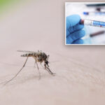 number-of-nyc-mosquito-pools-testing-positive-for-west-nile-virus-has-doubled-since-last-year:-health-officials