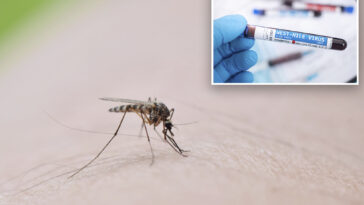 number-of-nyc-mosquito-pools-testing-positive-for-west-nile-virus-has-doubled-since-last-year:-health-officials