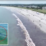 nearly-a-dozen-great-white-sharks-spotted-off-popular-maine-beach-over-48-hours:-‘larger-than-i’ve-seen’