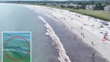 nearly-a-dozen-great-white-sharks-spotted-off-popular-maine-beach-over-48-hours:-‘larger-than-i’ve-seen’