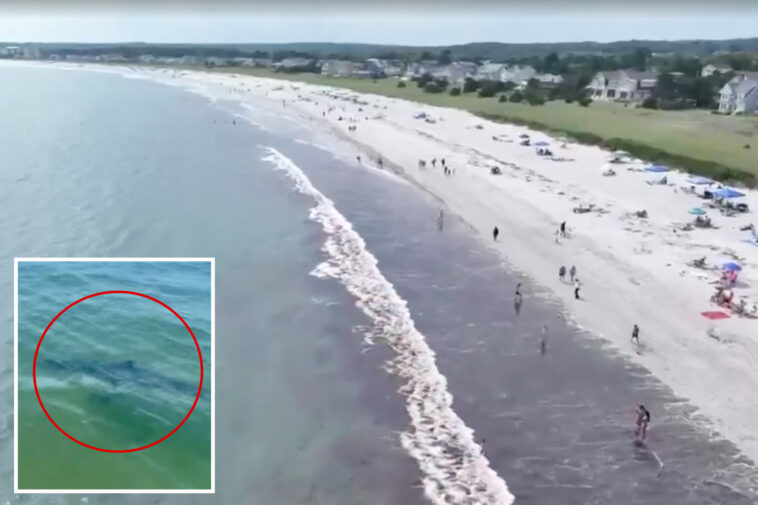 nearly-a-dozen-great-white-sharks-spotted-off-popular-maine-beach-over-48-hours:-‘larger-than-i’ve-seen’