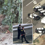 chilled-out-mountain-lion-leads-to-lockdown-of-socal-neighborhood:-‘just-trying-to-relax’