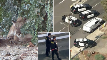 chilled-out-mountain-lion-leads-to-lockdown-of-socal-neighborhood:-‘just-trying-to-relax’