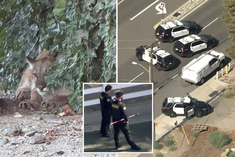 chilled-out-mountain-lion-leads-to-lockdown-of-socal-neighborhood:-‘just-trying-to-relax’