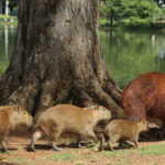 watch:-capybaras-invade-regional-legislature-in-brazil