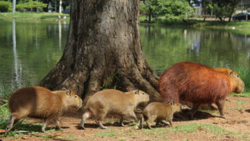 watch:-capybaras-invade-regional-legislature-in-brazil