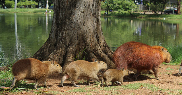 watch:-capybaras-invade-regional-legislature-in-brazil