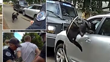 washington-police-k-9-leaps-into-action-after-suspected-impaired-driver-refuses-to-surrender