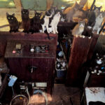 mystery-swirls-over-missing-crew-as-cops-rescue-30-plus-cats-from-abandoned-boat