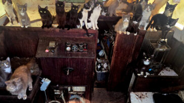 mystery-swirls-over-missing-crew-as-cops-rescue-30-plus-cats-from-abandoned-boat