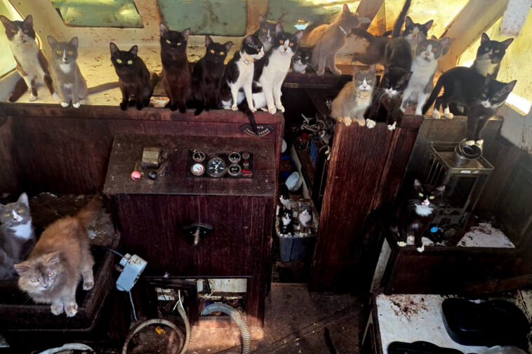 mystery-swirls-over-missing-crew-as-cops-rescue-30-plus-cats-from-abandoned-boat