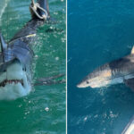 how-scientists-are-using-sharks-to-predict-hurricane-intensity-on-the-east-coast