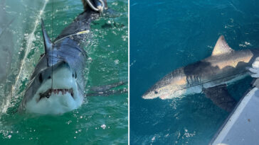 how-scientists-are-using-sharks-to-predict-hurricane-intensity-on-the-east-coast