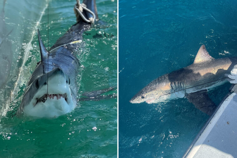 how-scientists-are-using-sharks-to-predict-hurricane-intensity-on-the-east-coast