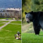 cornell-bans-bear-butchering-after-students-carved-up-creature-in-dorm-kitchen