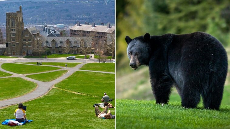 cornell-bans-bear-butchering-after-students-carved-up-creature-in-dorm-kitchen