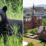 cornell-bans-wild-game-butchering-after-students-carved-up-bear-in-dorm-kitchen