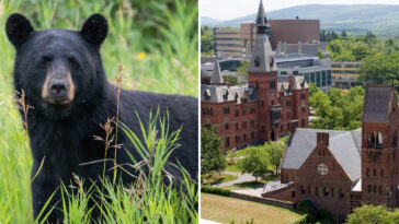 cornell-bans-wild-game-butchering-after-students-carved-up-bear-in-dorm-kitchen