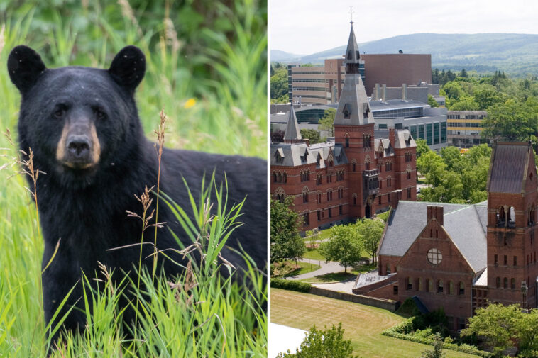 cornell-bans-wild-game-butchering-after-students-carved-up-bear-in-dorm-kitchen
