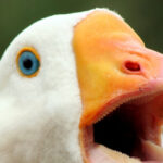 watch-—-‘hero’-goose-alerts-texas-family-to-fire:-‘he-was-sounding-the-alarm’