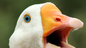 watch-—-‘hero’-goose-alerts-texas-family-to-fire:-‘he-was-sounding-the-alarm’